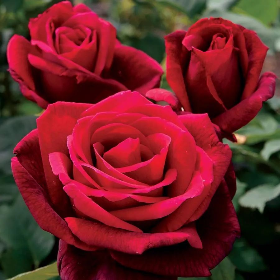 Rose Mr. Lincoln